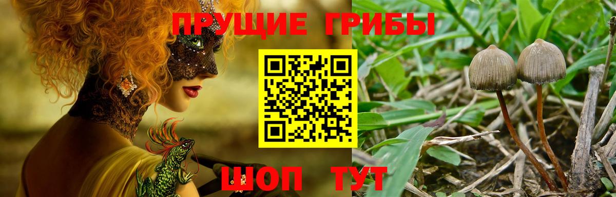 Галлюциногенные грибы мухоморы  как найти закладки  Псилоцибиновые грибы Psilocybine cubensis  Алейск  Вход с VPN 